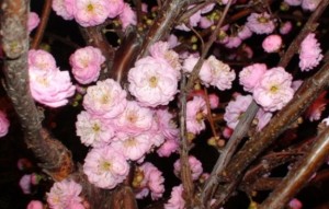 prunus triloba