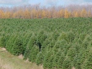 Sapin de Noël - Plantations Univert, Bonsecours, Estrie