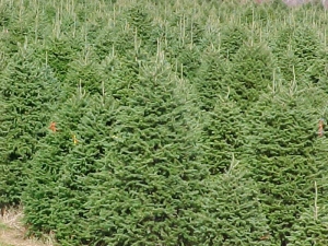 Sapin de Noël - Plantations Univert, Bonsecours, Estrie