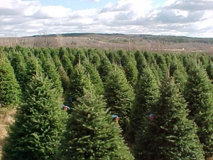 Sapin de Noël - Plantations Univert, Bonsecours, Estrie