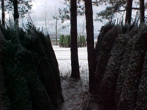 Entrepôts arbres de Noël - Plantations Univert