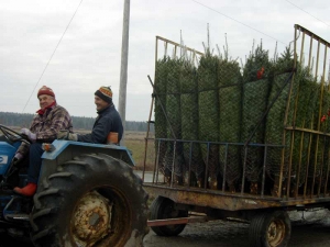 Arbres de Noël, transport vers l'entrepôt - Plantations Univert