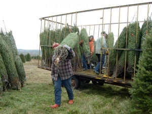 Sapins de Noël, transport vers l'entrepôt - Plantations Univert