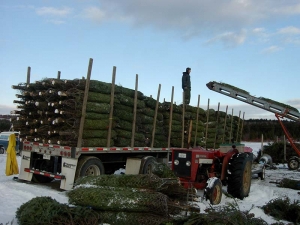 Chargement sapins de Noël - Plantations Univert