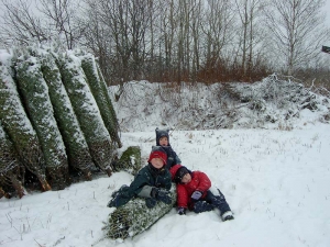 Chargement sapins de Noël dans le camion - Plantations Univert