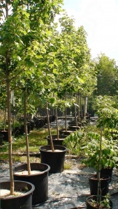 Acer freemanii Autumn Blaze - Plantations Univert