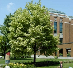 Acer platanoides Drummondii - Plantations Univert