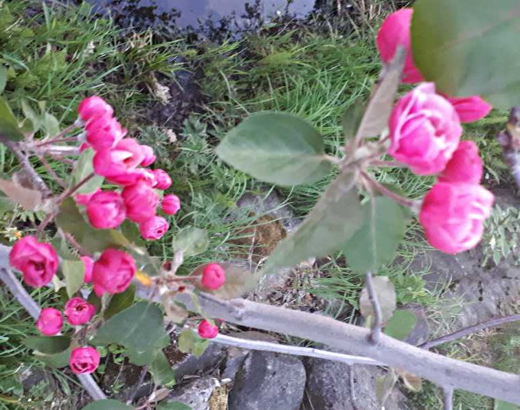 Malus Brandy wine