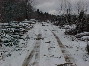 Sapins de Noël emballés - Plantations Univert