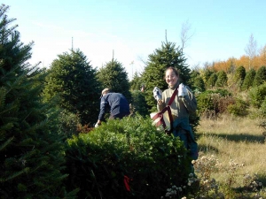 Marquage catégories sapins de Noël - Plantations Univert