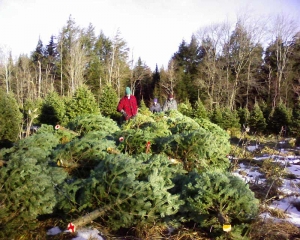 Tirer les sapins de Noël au bord des chemins - Plantations Univert