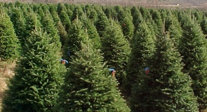 Sapin de Noël - Plantations Univert, Bonsecours, Estrie