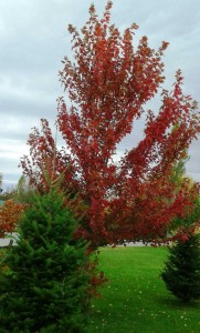 Acer freemanii Autumn Blaze