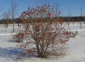 viburnum trilobum