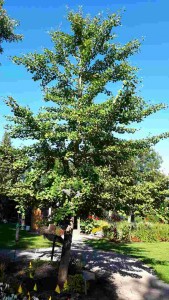 Ginkgo biloba