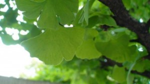 Ginkgo biloba