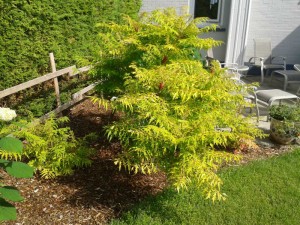 rhus typhina Tiger Eye