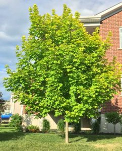 Érable de Norvège Princeton Gold