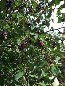 Amelanchier canadensis