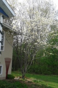 amelanchier canadensis