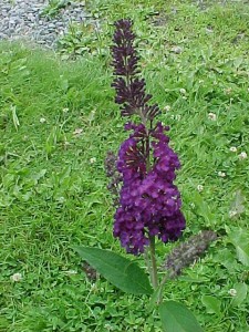 buddleja davidii