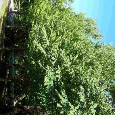 cercidiphyllum japonicum