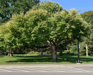 Cercidiphyllum japonicum