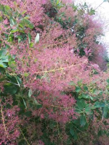 Cotinus