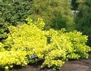 Cotinus Golden Spirit 1