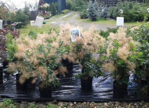 Cotinus Young Lady