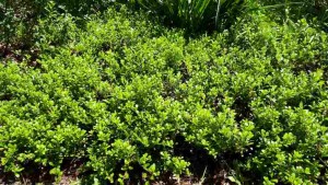 Arctostaphylos uva-ursi