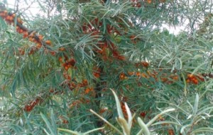 hippophae rhamnoides