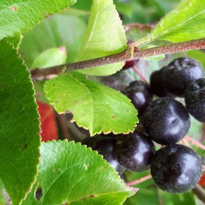 Fruit de l'aronie