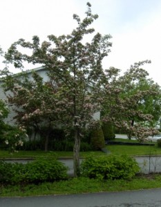 crataegus x mordenensis 'toba'