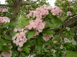 crataegus x mordenensis 'toba'