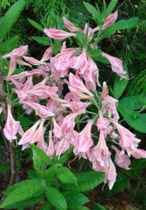 Rododendron Rosy lights