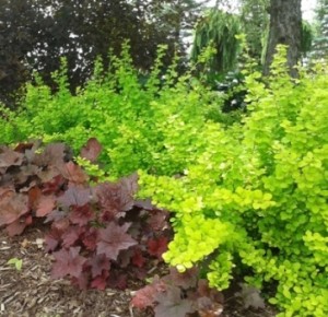 Berberis aurea nana