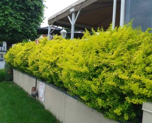 Berberis aurea nana 2