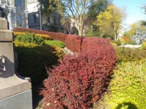 Berberis rose glow 1