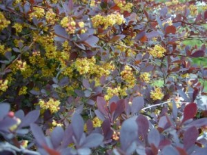 Berberis rose glow 3