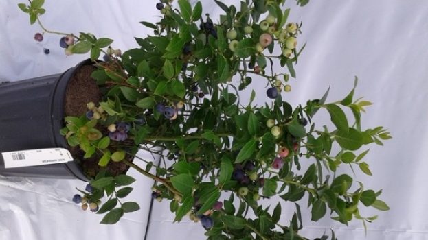 vaccinium corymbosum Chippewa