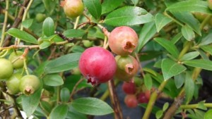 vaccinium corymbosum Pink Lemonade