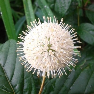 cephalanthus occidentalis