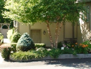 Betula nigra héritage