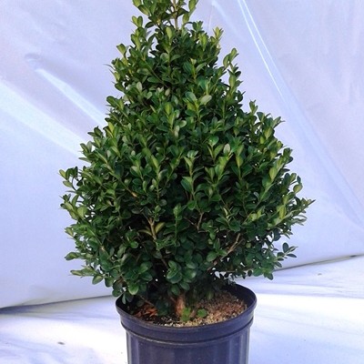 Buxus Green Mountain