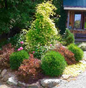 Buxus