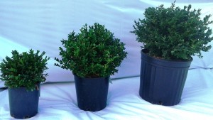 Buxus Green Velvet