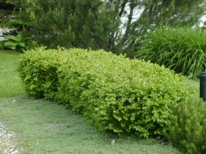 Buxus Green Velvet 4