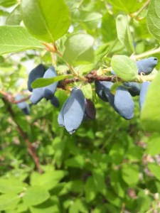 lonicera caerulea