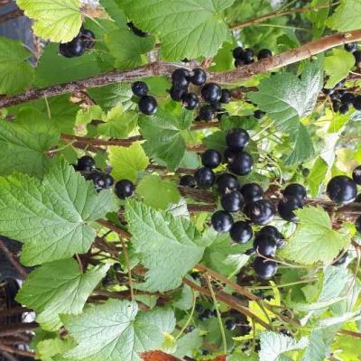 ribes nigrum
